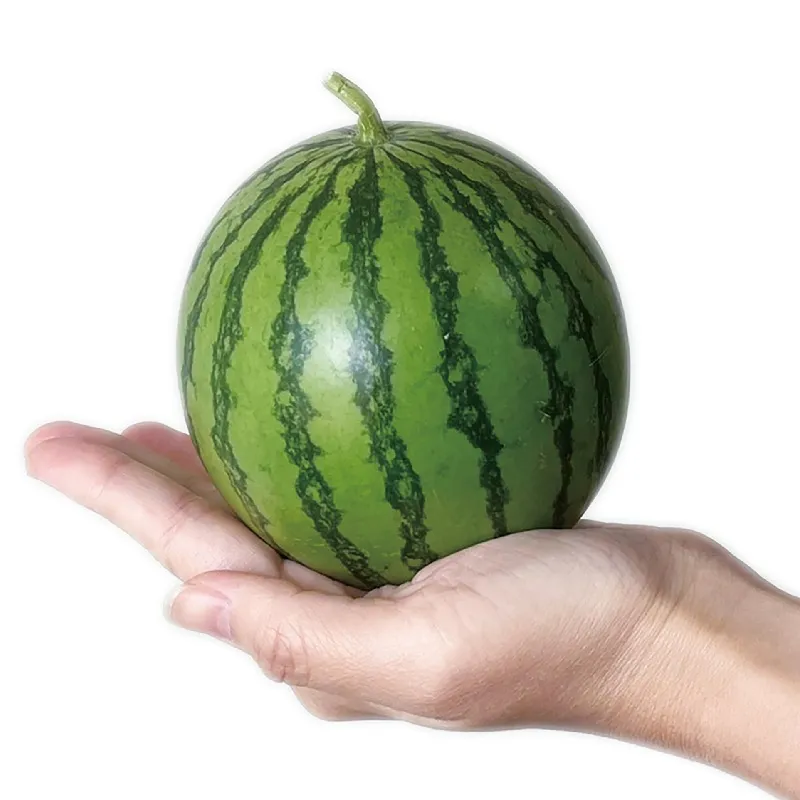 MINIBALL迷你小西瓜